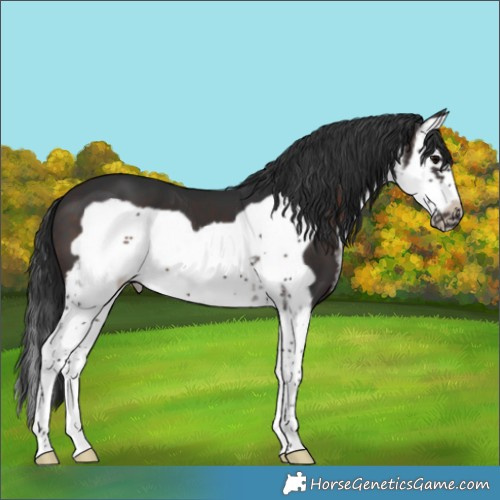 Horse Color:White Spotted Brown Splash Frame 