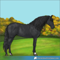 Horse Color:Black Rabicano 