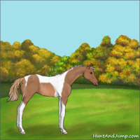 Horse Color:Red Roan Tobiano Rabicano