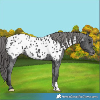 Horse Color:Black Appaloosa Rabicano 