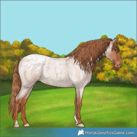 Horse Color:Red Roan Appaloosa Rabicano 