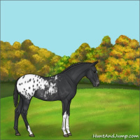 Horse Color:Black Appaloosa Rabicano 