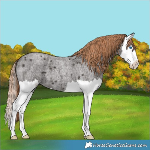 Horse Color:Liver Red Roan Splash 