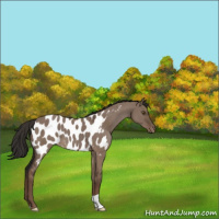 Horse Color:Liver Red Dun Appaloosa 