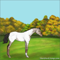 Horse Color:Liver Red Dun Roan Appaloosa 