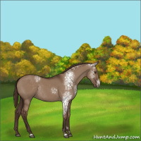 Horse Color:White Spotted Liver Red Dun Sabino Rabicano 