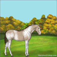 Horse Color:White Spotted Liver Red Dun Sabino 