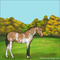 Horse Color:White Spotted Buckskin Dun 