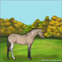 Horse Color:White Spotted Bay Dun Rabicano 