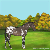 Horse Color:White Spotted Brown Dun Appaloosa 