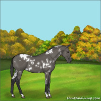 Horse Color:White Spotted Grullo 