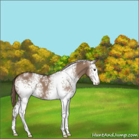 Horse Color:White Spotted Liver Red Dun Sabino 