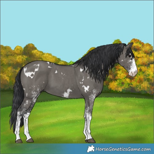 Horse Color:White Spotted Grullo 