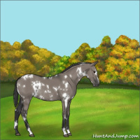 Horse Color:White Spotted Grullo Sabino Rabicano 