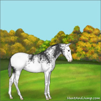 Horse Color:White Spotted Black Splash Appaloosa 