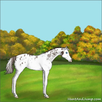 Horse Color:White Spotted Liver Chestnut Splash Appaloosa Rabicano 