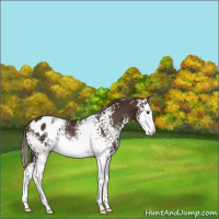 Horse Color:White Spotted Liver Chestnut Sabino Splash Appaloosa Rabicano