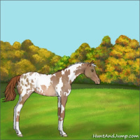 Horse Color:White Spotted Chestnut Appaloosa Rabicano