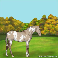 Horse Color:White Spotted Liver Red Dun Appaloosa Rabicano 