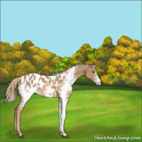 Horse Color:White Spotted Chestnut Mushroom Appaloosa 
