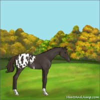 Horse Color:Liver Chestnut Appaloosa 