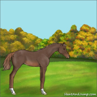 Horse Color:Liver Red Roan Varnish 