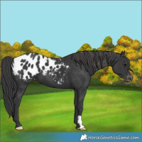 Horse Color:Black Appaloosa 