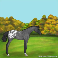 Horse Color:Blue Roan Appaloosa 