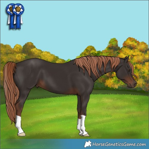 Horse Color:Liver Chestnut 