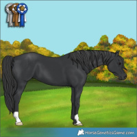 Horse Color:Black 