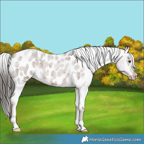 Horse Color:Liver Red Roan Appaloosa 