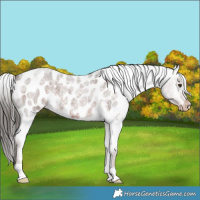 Horse Color:Liver Red Roan Appaloosa 