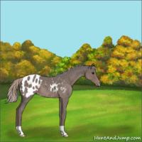 Horse Color:Silver Blue Roan Appaloosa 