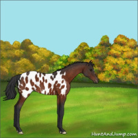 Horse Color:Brown Appaloosa 