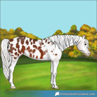 Horse Color:Silver Brown Appaloosa 