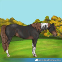 Horse Color:Liver Chestnut Tobiano 