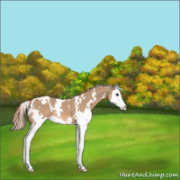 Horse Color:White Spotted Red Dun Sabino Splash 