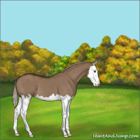 Horse Color:Liver Red Dun Splash 