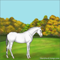 Horse Color:Grullo Sabino Splash Frame