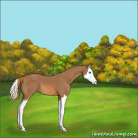 Horse Color:Chestnut Sabino Splash