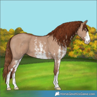 Horse Color:Red Dun Sabino 