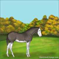 Horse Color:Liver Red Dun Sabino Splash 