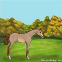 Horse Color:Red Dun Sabino