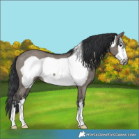 Horse Color:Grullo Frame Rabicano 
