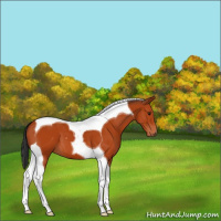 Horse Color:Bay Tobiano 