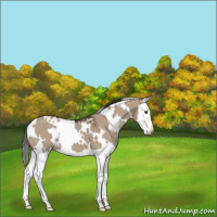 Horse Color:White Spotted Liver Red Dun Splash 