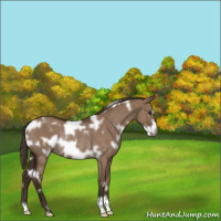 Horse Color:White Spotted Liver Red Dun Frame Rabicano 
