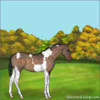 Horse Color:Brown Dun Tobiano 