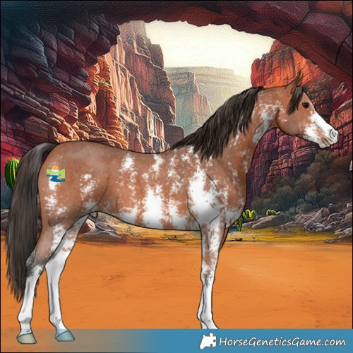 Horse Color:Bay Sabino 