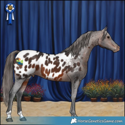 Horse Color:Brown Appaloosa 